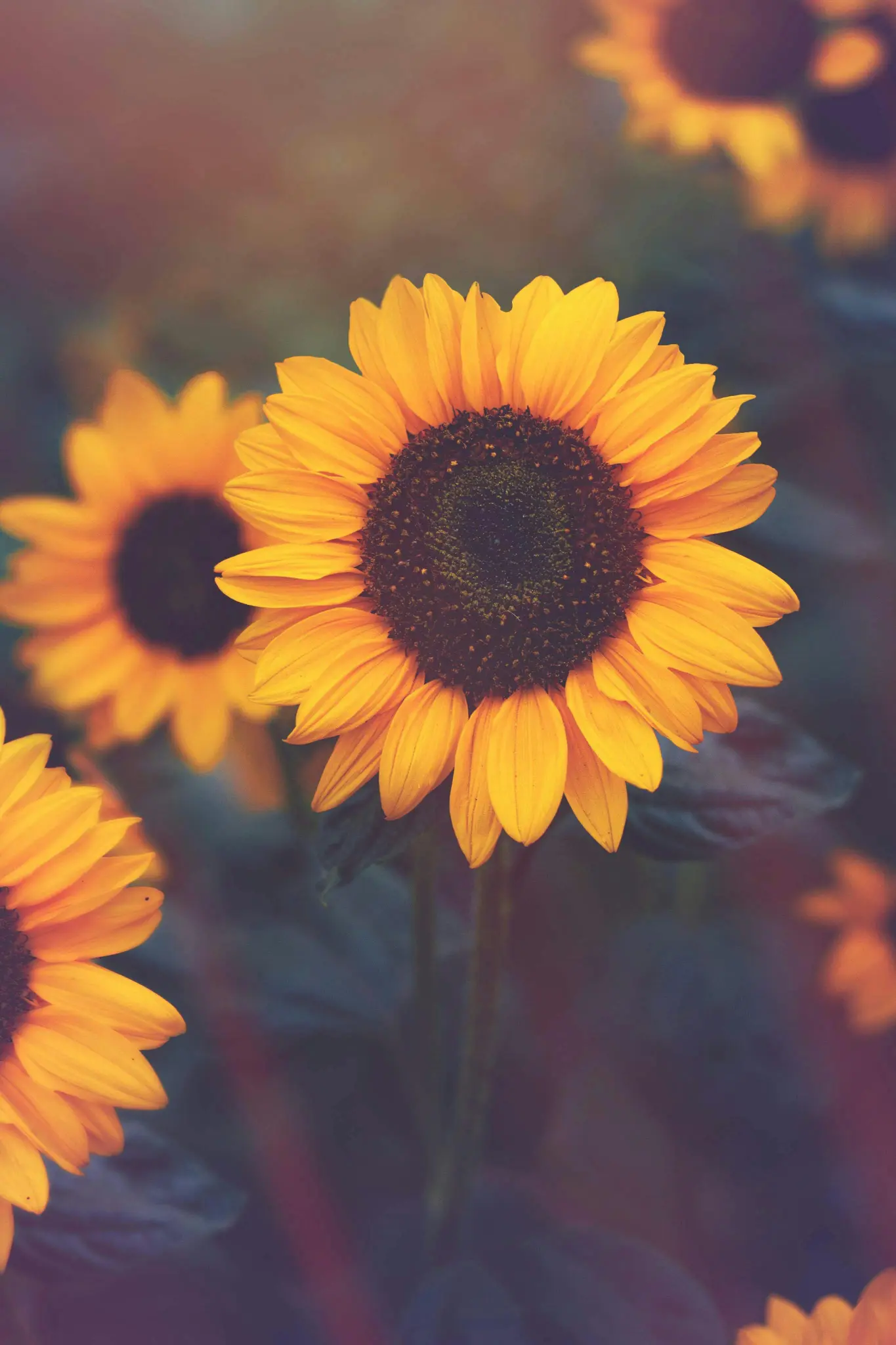 Sunflowers representing warmth and care — Kailee Jane Melbourne doula
